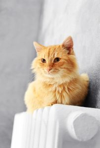 Fluffy red cat on warm radiator near grey wall