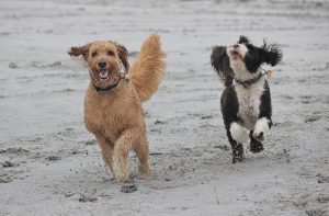 Fun at the Beach