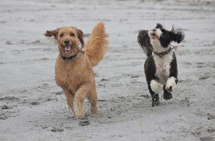 Two dogs run happily on the beach together