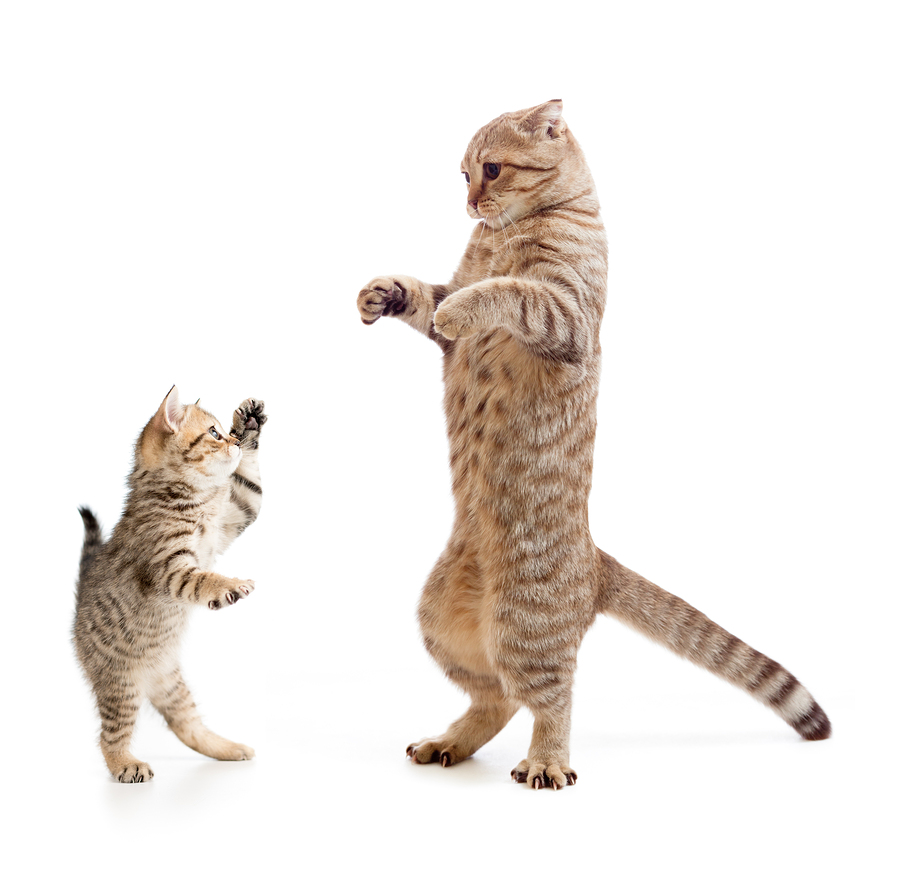Котики на лапках стоят. Коты стоят на задних лапах. Котик стоящий на задних лапках. Кошки стоящие на задних лапах.
