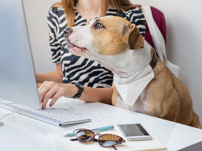 vet receptionist