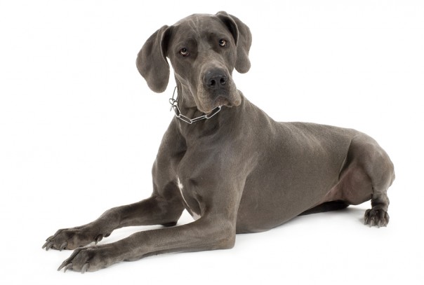 Grey Great Dane