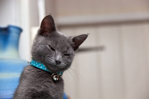 Grey Kitten Waking Up