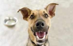 Happy Dog Bowl