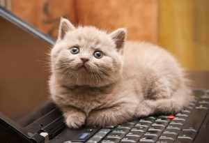 Kitten On A Laptop
