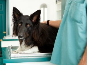 Large Dog At Vet Clinic