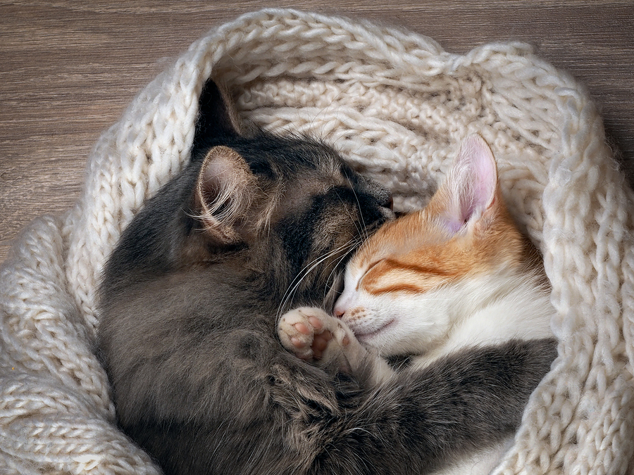 Love and tenderness. Big gray cat and a small cat sleeping together, hugging each other. Cat paw affectionately hugging cat. Cute cats, family