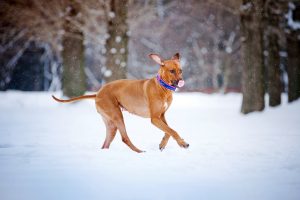 Lovely Rhodesian Ridgeback Dog Running In Winter