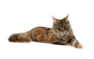 Maine Coon Cat