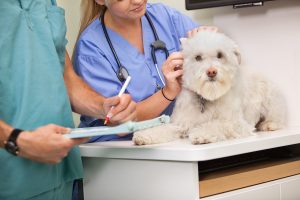 Mid section of veterinarian and assistant examining dog