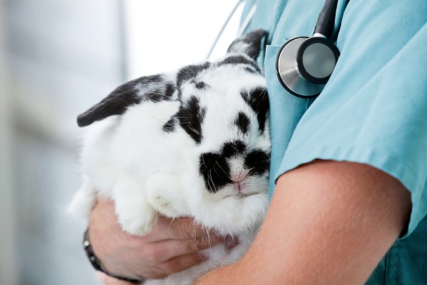 Mid section of young male veterinarian doctor carrying a rabbit