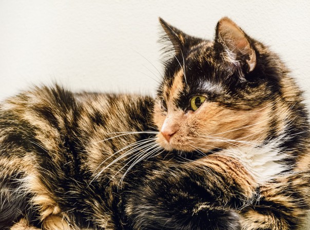 An Old Domestic Cat Lies Near The Wall