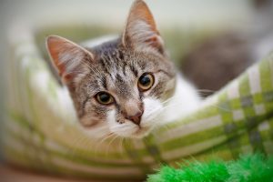 Portrait Of The Striped With White A Cat.