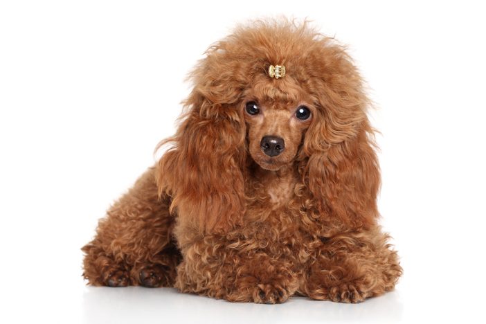 This poodle knows you're lying to yourself