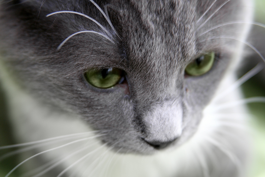 a gray cat with green eyes looks away from the camera