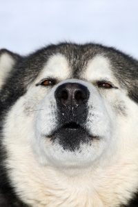 Portrait of Siberian husky sled dog at snowy winter