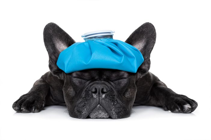 french bulldog dog with ice pack