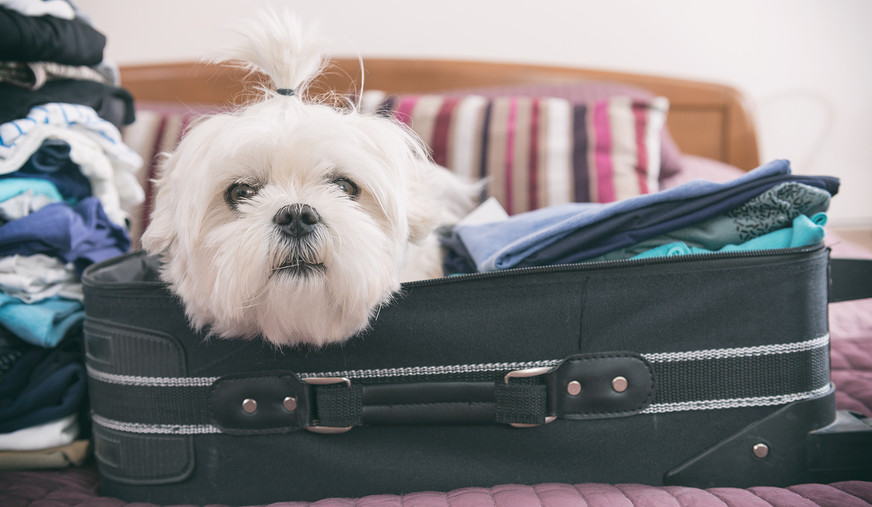 What You Need To Know Before Flying With Dogs or Cats