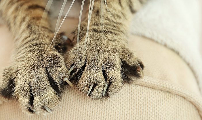 Ending Cat Declawing in the New Year: What You Need to Know