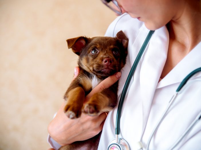grow veterinary medicine