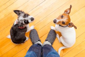 Two dogs look up at their owner