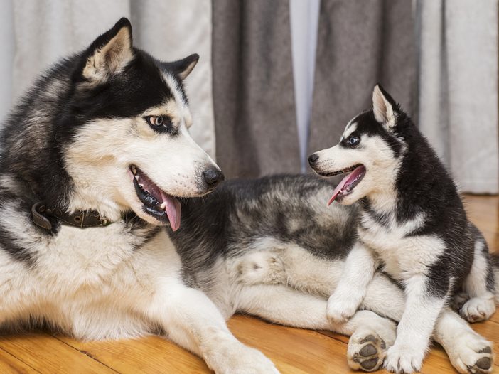 Mother Husky and Puppy Husky