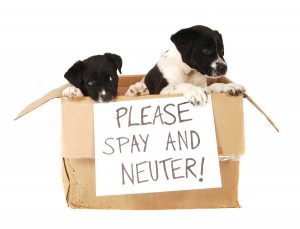Spay and neuter