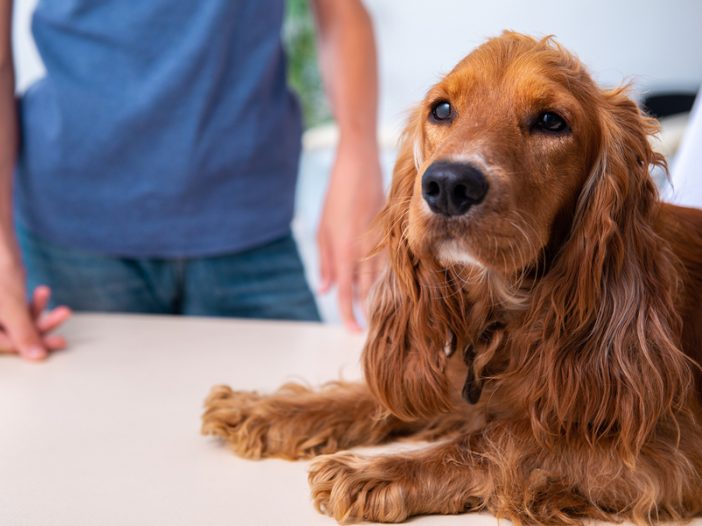 cocker spaniel