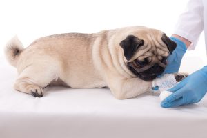 veterinarian putting bandage on the paw of a pug