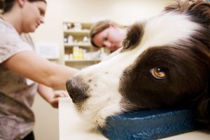 Veterinary Assistants And Dog