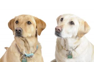 White Labradors