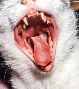 Young Cat With Open Mouth At Home