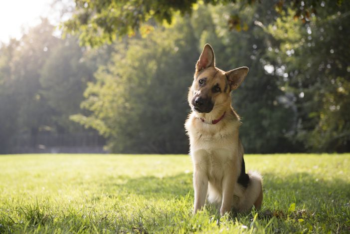 https://drandyroark.com/wp-content/uploads/bigstock-Young-Purebreed-Alsatian-Dog-I-38396731-702x469.jpg