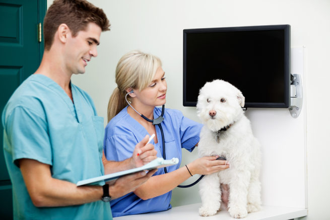 5 Free Things Vets Can Do For Vet Tech Week