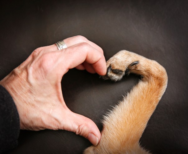 a person and a dog making a heart shape with the hand and paw