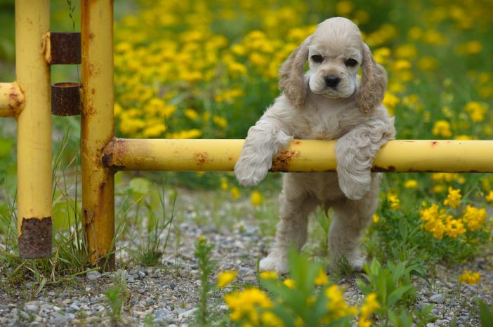 american cocker spaniel puppy with paws on metal fence
