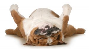 dog sleeping upside down