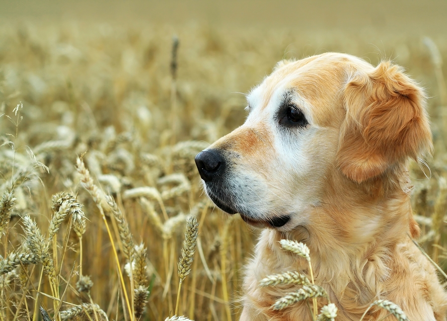A golden retriever in a field of wheat