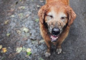 muddy golden retriever in the ran