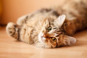 a cat rests on a wooden floor 