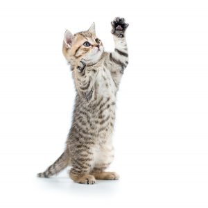 playful scottish cat kitten looking up. isolated on white background