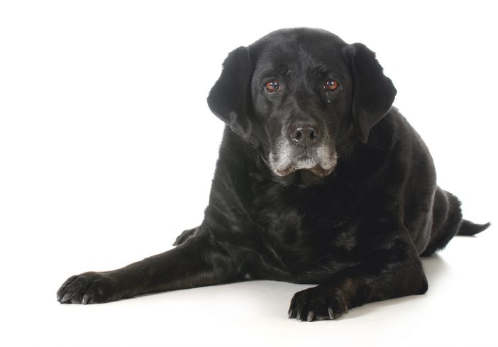 senior dog - black labrador retriever laying down