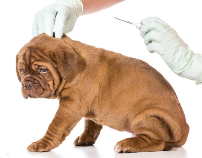 Puppy with microchip