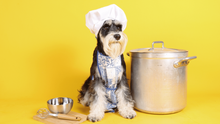 dog dressed as a chef