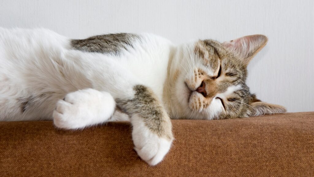 cat laying down napping and resting