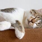 cat laying down napping and resting