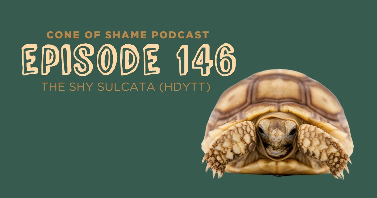 shy sulcata tortoise inside shell