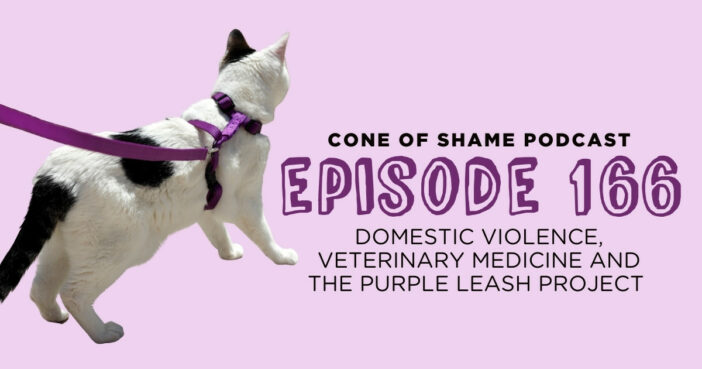 cat wearing a purple leash