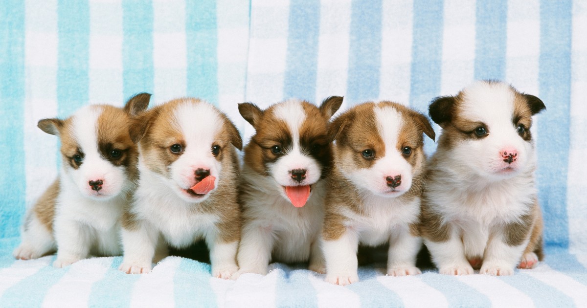 Pandemic Affects at the Puppy Overpopulation Downside