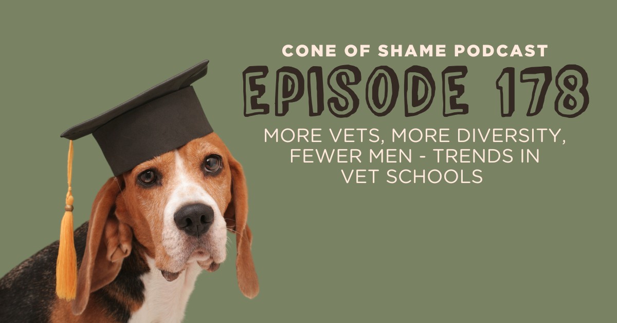 beagle wearing a graduation cap